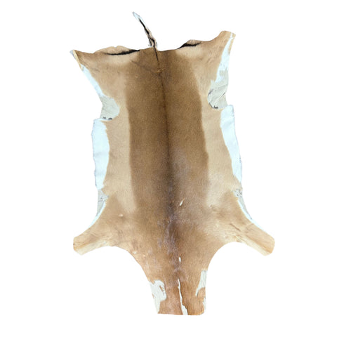 African Impala Antelope Hide - 2nd Grade Skin
