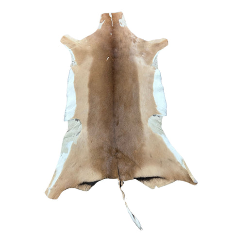 African Impala Antelope Hide - 2nd Grade Skin
