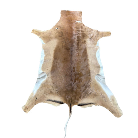 African Impala Antelope Hide - 2nd Grade Skin