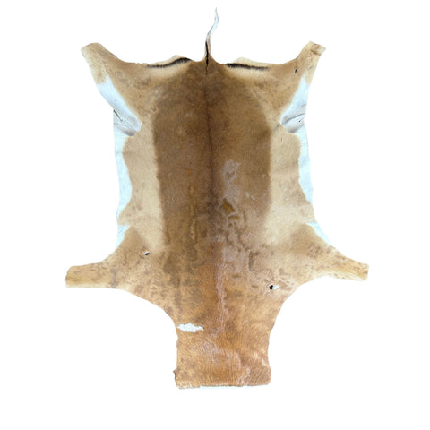 African Impala Antelope Hide - 2nd Grade Skin