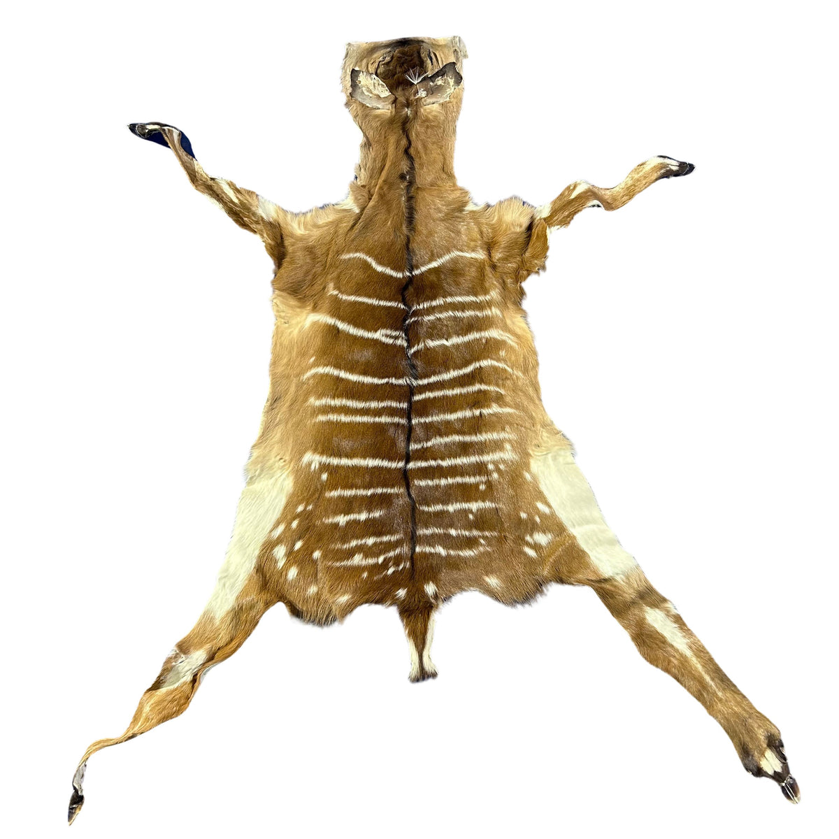 Real Nyala Skin - Small Nyala Antelope Hide Size 20x18" (excluding legs) D-959