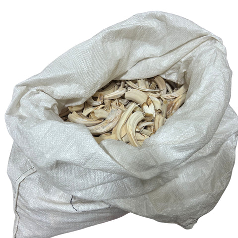 Warthog Tusks- 29 lbs of Assorted Warthog Tusks - Natural Common Warthog Teeth