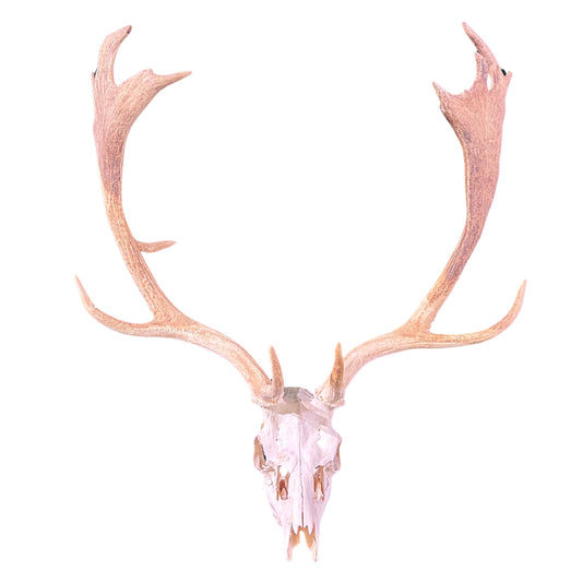 Real Fallow Deer Skull - European Mount REAL Fallow Buck Skull 37HX30WX20D inch