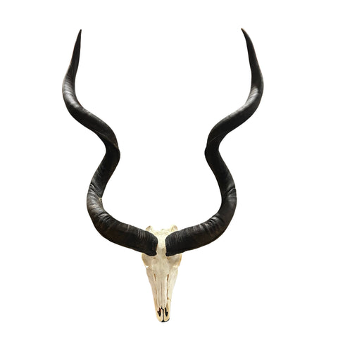 Kudu Skull - Real Greater Kudu Antelope Skull - Wall Art African Decor Antler Horn | Size: 45X25X16”/49.5" and 50.5" horns