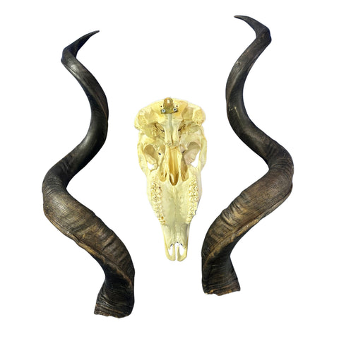 Kudu Skull - Real Greater Kudu Antelope Skull - Wall Art African Decor Antler Horn | Size: 45X25X16”/49.5" and 50.5" horns