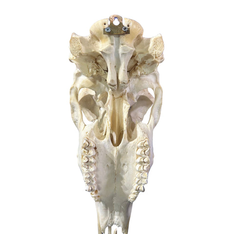 Kudu Skull - Real Greater Kudu Antelope Skull - Wall Art African Decor Antler Horn | Size: 45X25X16”/49.5" and 50.5" horns