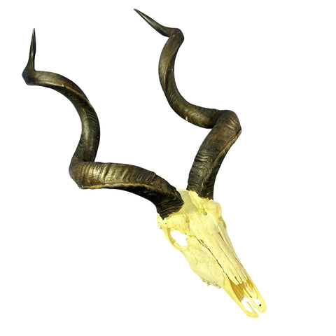 Kudu Skull - Real Greater Kudu Antelope Skull - Wall Art African Decor Antler Horn | Size: 45X25X16”/49.5" and 50.5" horns
