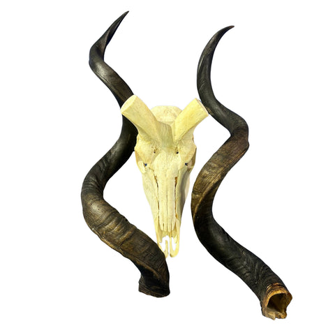 Kudu Skull - Real Greater Kudu Antelope Skull - Wall Art African Decor Antler Horn | Size: 45X25X16”/49.5" and 50.5" horns