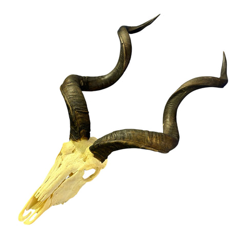Kudu Skull - Real Greater Kudu Antelope Skull - Wall Art African Decor Antler Horn | Size: 45X25X16”/49.5" and 50.5" horns