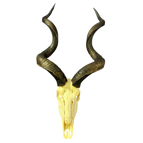 Kudu Skull - Real Greater Kudu Antelope Skull - Wall Art African Decor Antler Horn | Size: 45X25X16”/49.5" and 50.5" horns