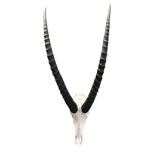 Big Sable Skull 37"- Deer Skull - Real African Antelope Horns & skull 42X18X15”