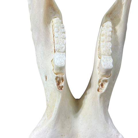 African Warthog Skull - Real Trophy Warthog Skull About 15 X 14 X9" - 11" tusks