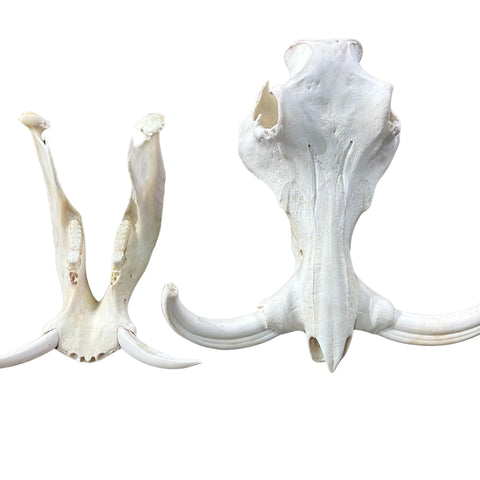 African Warthog Skull - Real Trophy Warthog Skull About 15 X 14 X9" - 11" tusks