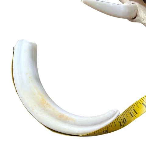 African Warthog Skull - Real Trophy Warthog Skull About 15 X 14 X9" - 11" tusks