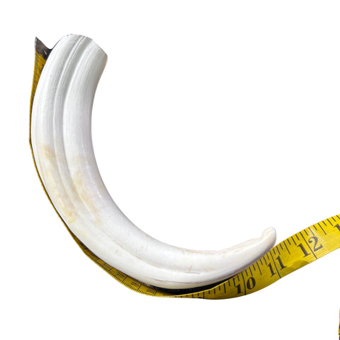 African Warthog Skull - Real Trophy Warthog Skull About 15 X 14 X9" - 11" tusks