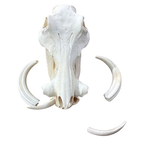 African Warthog Skull - Real Trophy Warthog Skull About 15 X 14 X9" - 11" tusks