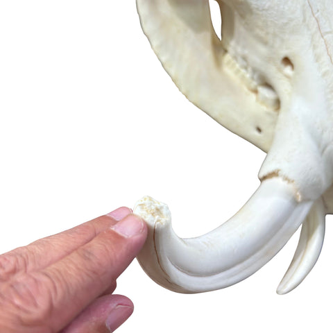 African Warthog Skull - Real Trophy Warthog Skull About 15 X 14 X9" - 11" tusks