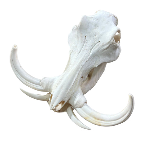 African Warthog Skull - Real Trophy Warthog Skull About 15 X 14 X9" - 11" tusks