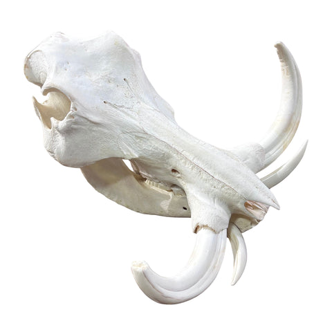 African Warthog Skull - Real Trophy Warthog Skull About 15 X 14 X9" - 11" tusks