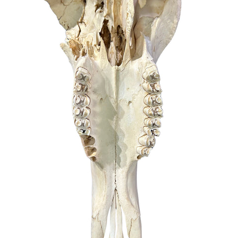 Wildebeest Skull- Real Deer Skull - Gnu Skull Taxidermy Wall Art Horns Antlers Approximate Size: 29HX26WX9D - A bit damaged in the back