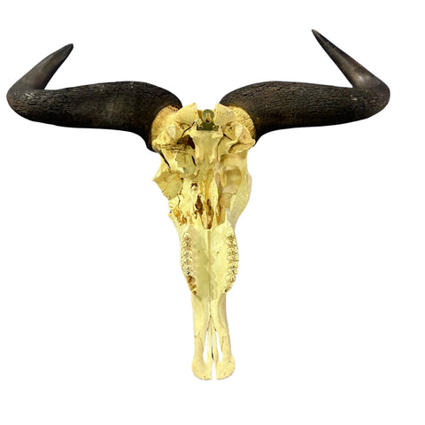Wildebeest Skull- Real Deer Skull - Gnu Skull Taxidermy Wall Art Horns Antlers Approximate Size: 29HX26WX9D - A bit damaged in the back