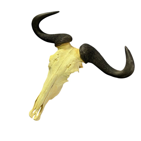 Wildebeest Skull- Real Deer Skull - Gnu Skull Taxidermy Wall Art Horns Antlers Approximate Size: 29HX26WX9D - A bit damaged in the back