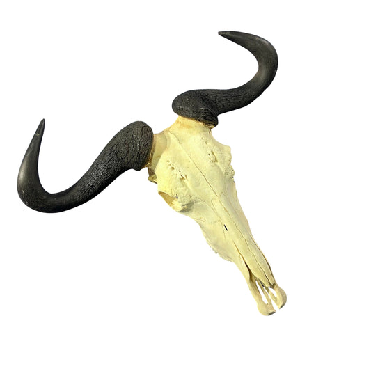 Wildebeest Skull- Real Deer Skull - Gnu Skull Taxidermy Wall Art Horns Antlers Approximate Size: 29HX26WX9D - A bit damaged in the back