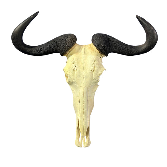 Wildebeest Skull- Real Deer Skull - Gnu Skull Taxidermy Wall Art Horns Antlers Approximate Size: 29HX26WX9D - A bit damaged in the back