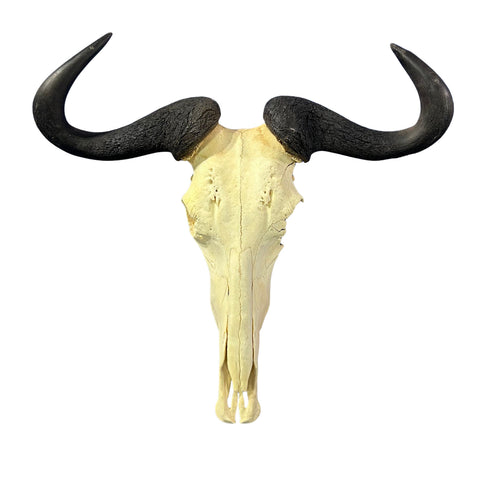 Wildebeest Skull- Real Deer Skull - Gnu Skull Taxidermy Wall Art Horns Antlers Approximate Size: 29HX26WX9D - A bit damaged in the back