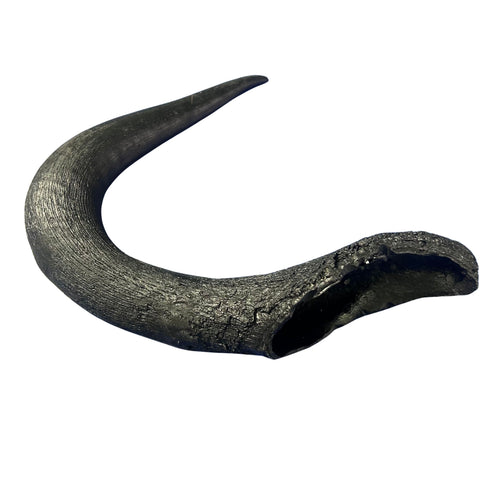 Black Wildebeest Horns 2 Antelope Horns - Real Horn Antler Arts and Crafts - Real Antler, Real Horn, Animal Horn, Deer Horn Average Size 9"
