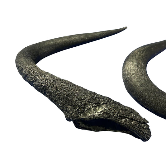 Black Wildebeest Horns 2 Antelope Horns - Real Horn Antler Arts and Crafts - Real Antler, Real Horn, Animal Horn, Deer Horn Average Size 9"