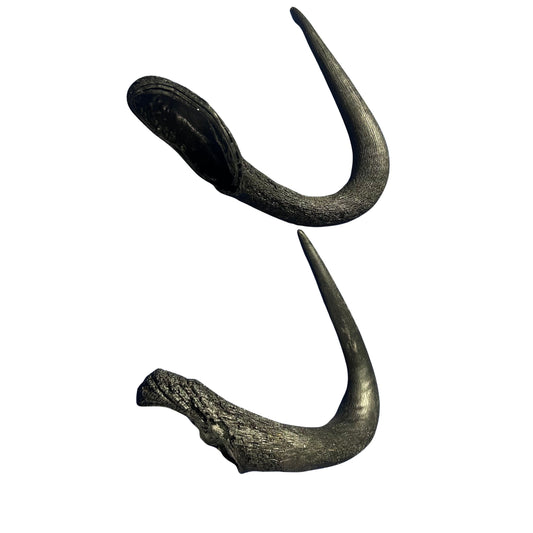 Black Wildebeest Horns 2 Antelope Horns - Real Horn Antler Arts and Crafts - Real Antler, Real Horn, Animal Horn, Deer Horn Average Size 9"