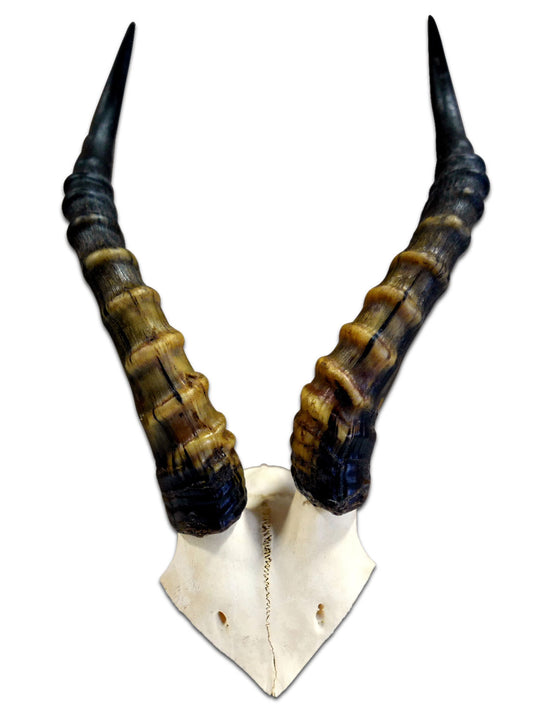 Blesbok Skull Cap - Horns are around 16 inches