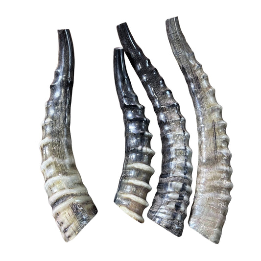 Polished Blesbok Horn - Genuine Antelope Horn - Around 10" long