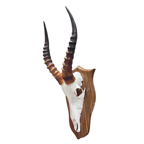 Deer Skull - Blesbok Skull on Shield, Real Antelope Skull - Blesbok Trophy Skull