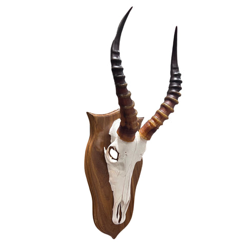 Deer Skull - Blesbok Skull on Shield, Real Antelope Skull - Blesbok Trophy Skull