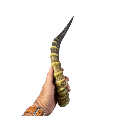 Blesbok Horn Size Approx. 14" (measured straight)