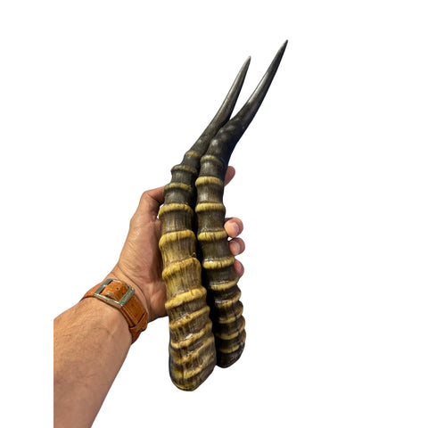 Blesbok Horn Size Approx. 14" (measured straight)