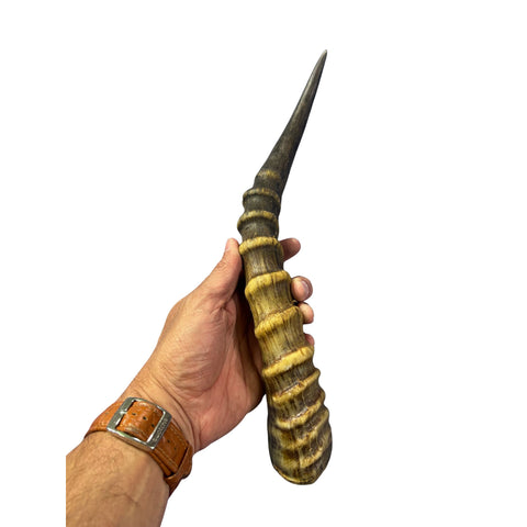 Blesbok Horn Size Approx. 14" (measured straight)