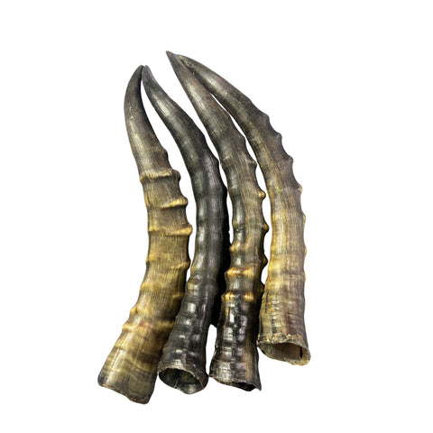 Blesbok Horn Size Approx. 14" (measured straight)