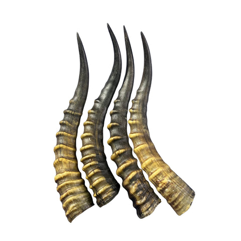 Blesbok Horn Size Approx. 14" (measured straight)