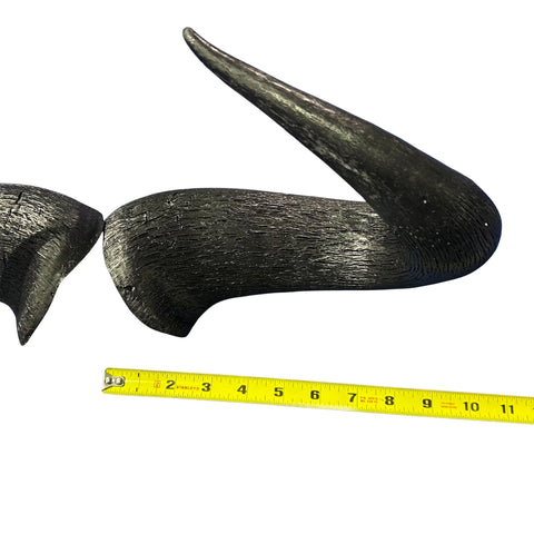 Wildebeest Horns 2 Antelope Horns - Real Horn Antler Arts and Crafts - Real Antler, Real Horn, Animal Horn, Deer Horn Average Size 10"