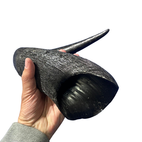 Wildebeest Horns 2 Antelope Horns - Real Horn Antler Arts and Crafts - Real Antler, Real Horn, Animal Horn, Deer Horn Average Size 10"