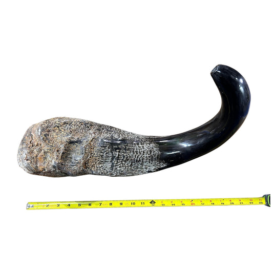 Cape Buffalo Yemenite Shofar - Genuine Cape buffalo Horn - Around 23" long - Judaica Trumpet Kosher-made African Buffalo horn shofar