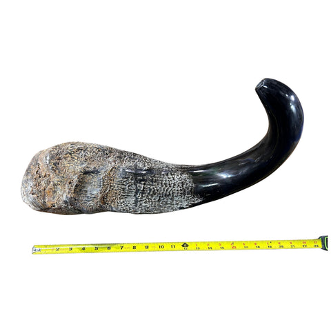Cape Buffalo Yemenite Shofar - Genuine Cape buffalo Horn - Around 23" long - Judaica Trumpet Kosher-made African Buffalo horn shofar