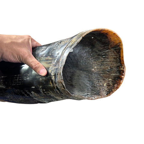 Cape Buffalo Yemenite Shofar - Genuine Cape buffalo Horn - Around 23" long - Judaica Trumpet Kosher-made African Buffalo horn shofar