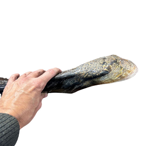 Cape Buffalo Yemenite Shofar - Genuine Cape buffalo Horn - Around 23" long - Judaica Trumpet Kosher-made African Buffalo horn shofar