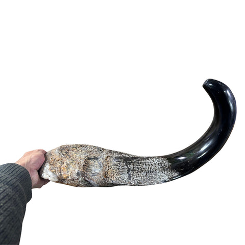 Cape Buffalo Yemenite Shofar - Genuine Cape buffalo Horn - Around 23" long - Judaica Trumpet Kosher-made African Buffalo horn shofar