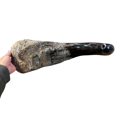 Cape Buffalo Yemenite Shofar - Genuine Cape buffalo Horn - Around 23" long - Judaica Trumpet Kosher-made African Buffalo horn shofar