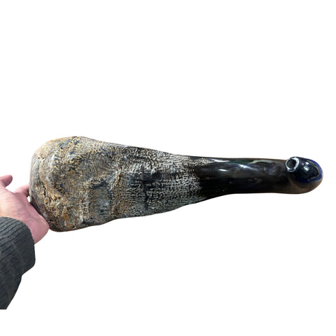 Cape Buffalo Yemenite Shofar - Genuine Cape buffalo Horn - Around 23" long - Judaica Trumpet Kosher-made African Buffalo horn shofar